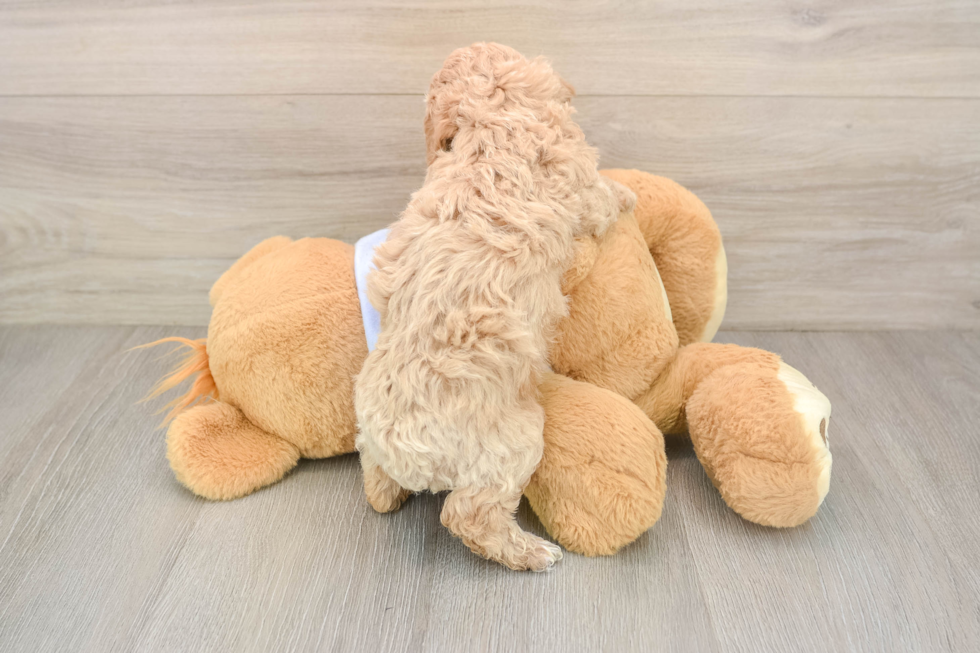 Poochon Puppy for Adoption