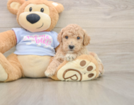 6 week old Poochon Puppy For Sale - Florida Fur Babies