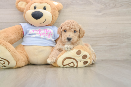 Little Bichpoo Poodle Mix Puppy