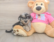 6 week old Poochon Puppy For Sale - Florida Fur Babies