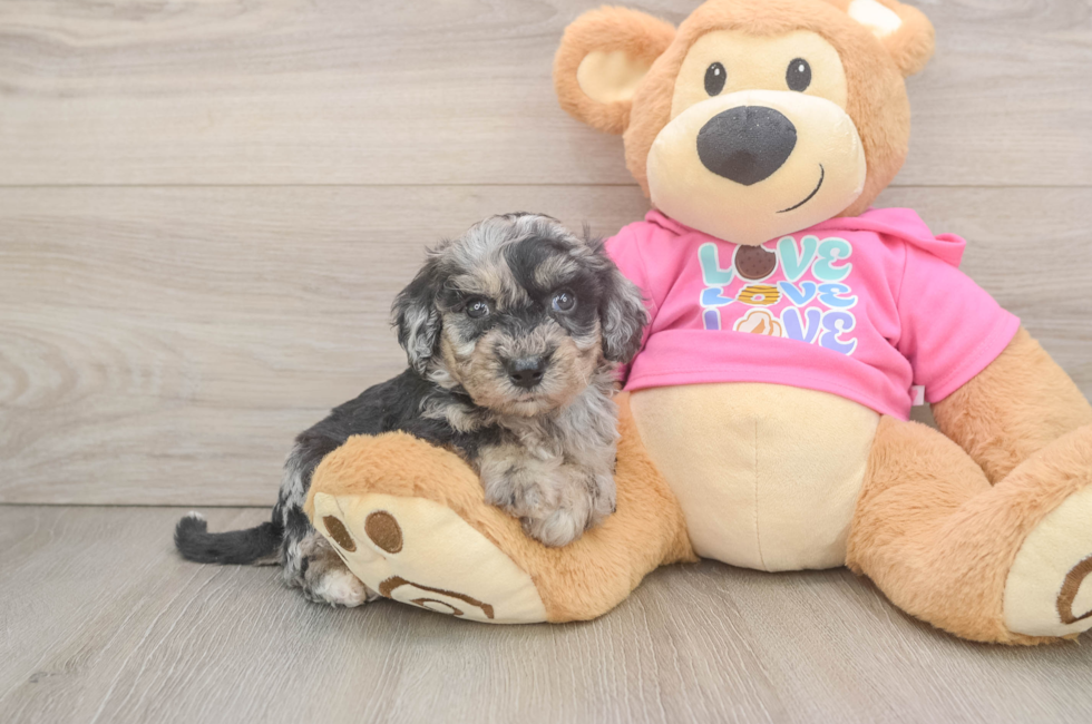 5 week old Poochon Puppy For Sale - Florida Fur Babies