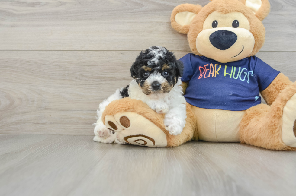 6 week old Poochon Puppy For Sale - Florida Fur Babies