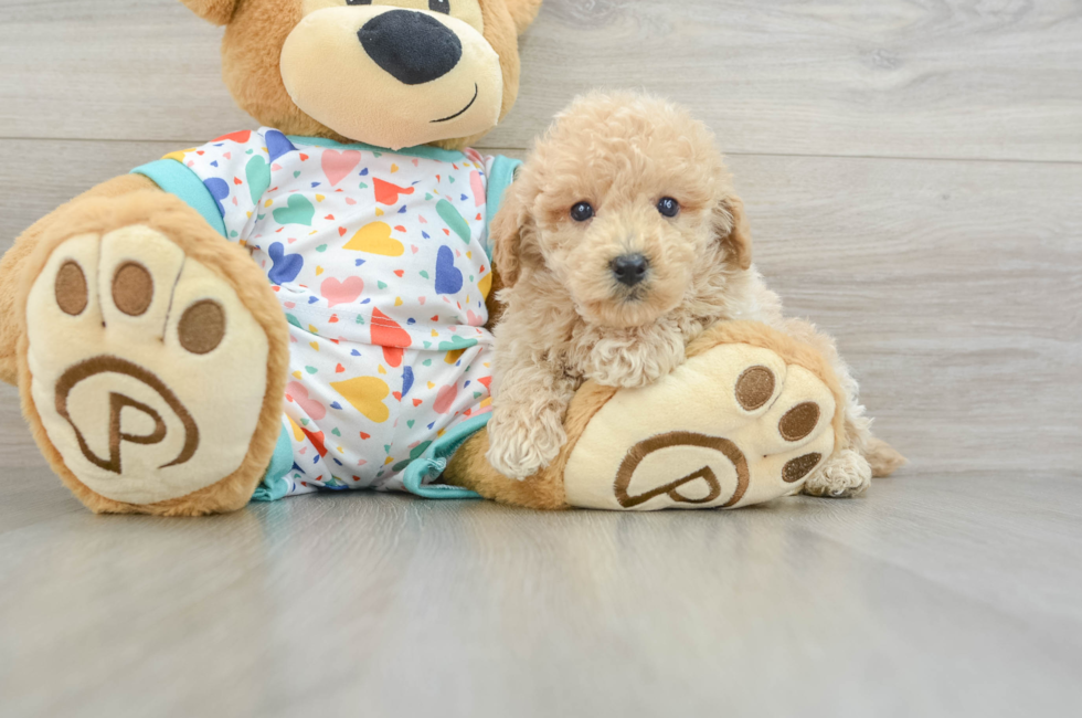 6 week old Poochon Puppy For Sale - Florida Fur Babies