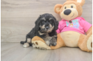 Energetic Bichpoo Poodle Mix Puppy