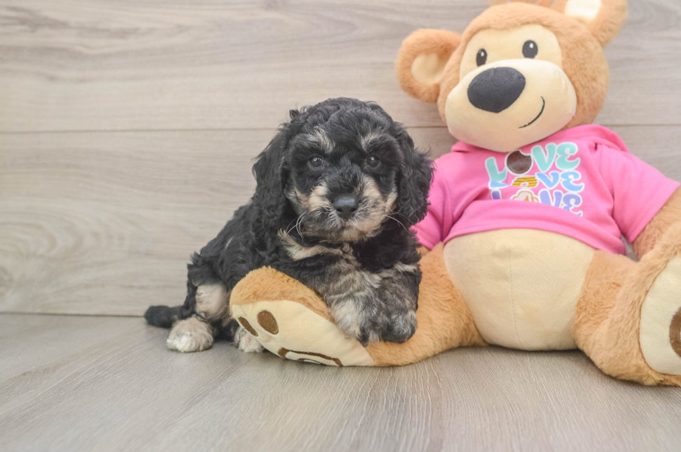 5 week old Poochon Puppy For Sale - Florida Fur Babies