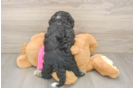 Hypoallergenic Bichpoo Poodle Mix Puppy