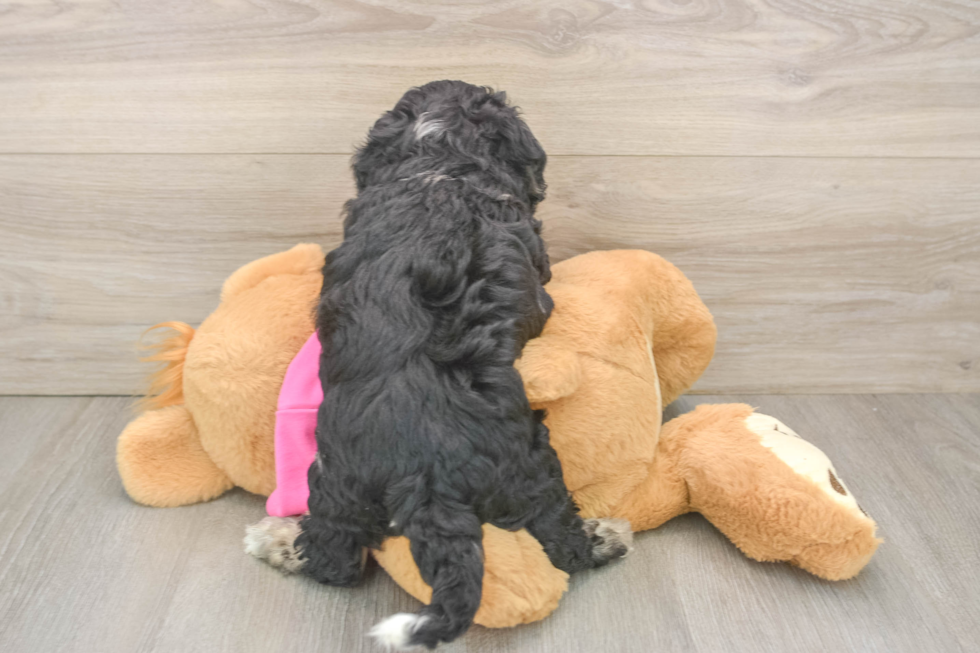Hypoallergenic Bichpoo Poodle Mix Puppy