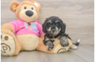 Popular Poochon Poodle Mix Pup