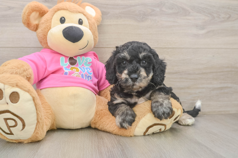 Popular Poochon Poodle Mix Pup
