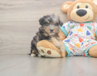 8 week old Poochon Puppy For Sale - Florida Fur Babies