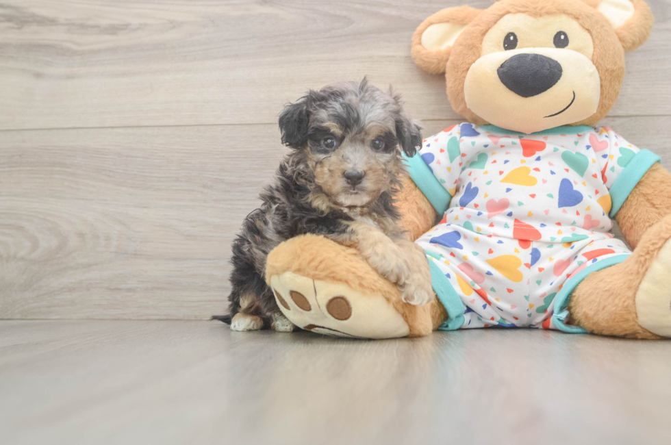 5 week old Poochon Puppy For Sale - Florida Fur Babies