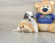 9 week old Poochon Puppy For Sale - Florida Fur Babies