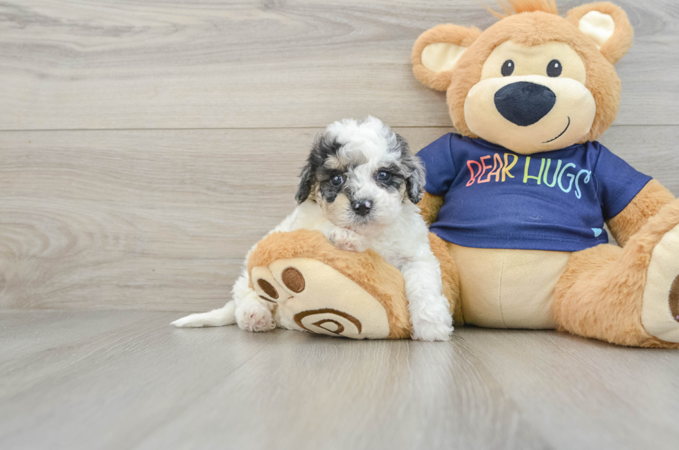 6 week old Poochon Puppy For Sale - Florida Fur Babies