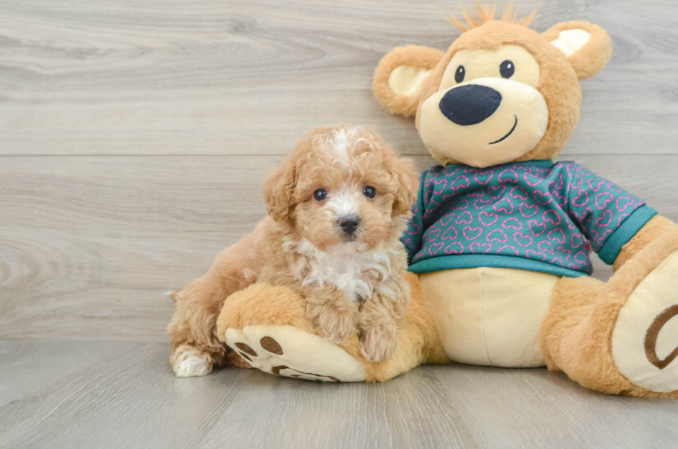 5 week old Poochon Puppy For Sale - Florida Fur Babies