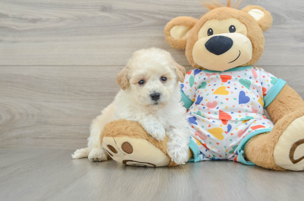 6 week old Poochon Puppy For Sale - Florida Fur Babies