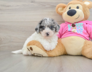 7 week old Poochon Puppy For Sale - Florida Fur Babies