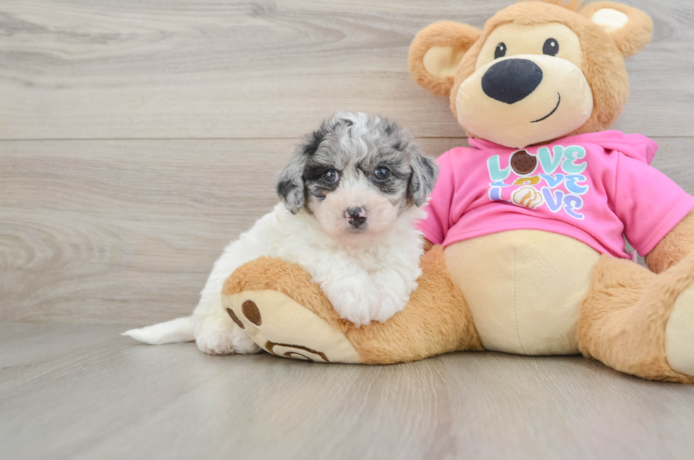 5 week old Poochon Puppy For Sale - Florida Fur Babies