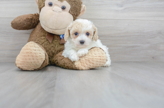 30 week old Poochon Puppy For Sale - Florida Fur Babies