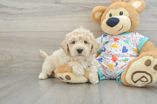 Playful Bichpoo Poodle Mix Puppy