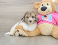 7 week old Poochon Puppy For Sale - Florida Fur Babies