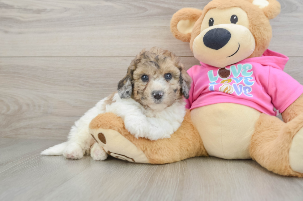 5 week old Poochon Puppy For Sale - Florida Fur Babies