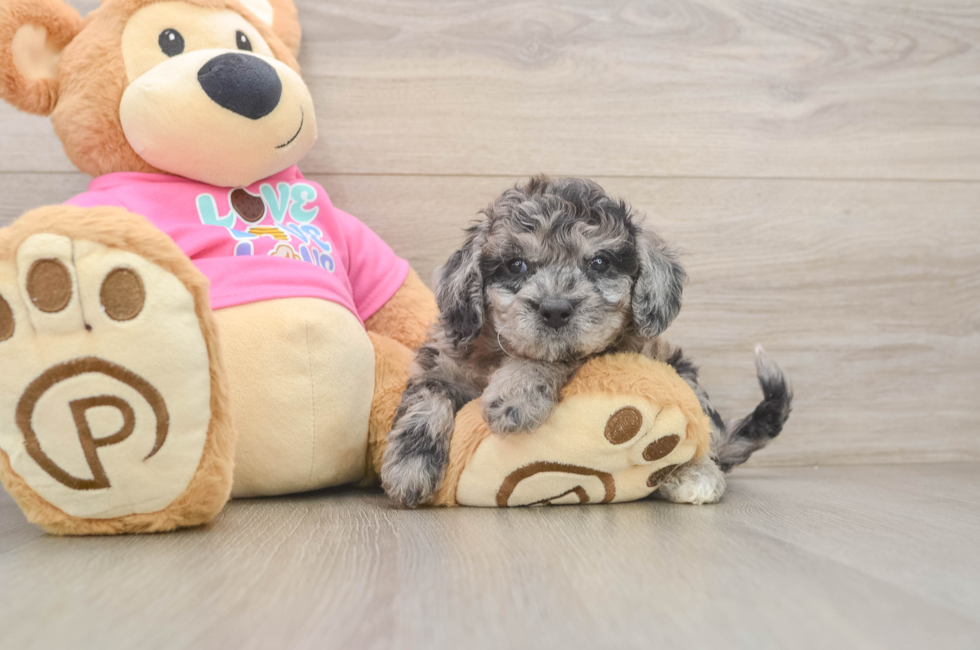 5 week old Poochon Puppy For Sale - Florida Fur Babies