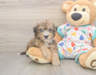 8 week old Poochon Puppy For Sale - Florida Fur Babies