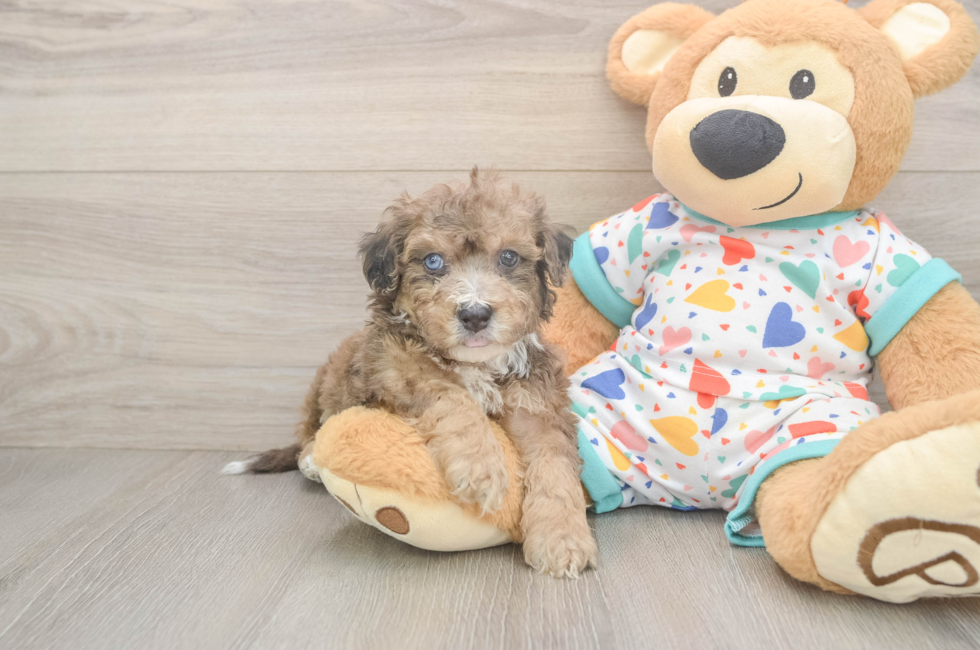5 week old Poochon Puppy For Sale - Florida Fur Babies