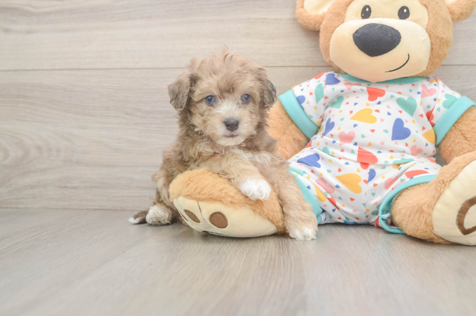 5 week old Poochon Puppy For Sale - Florida Fur Babies