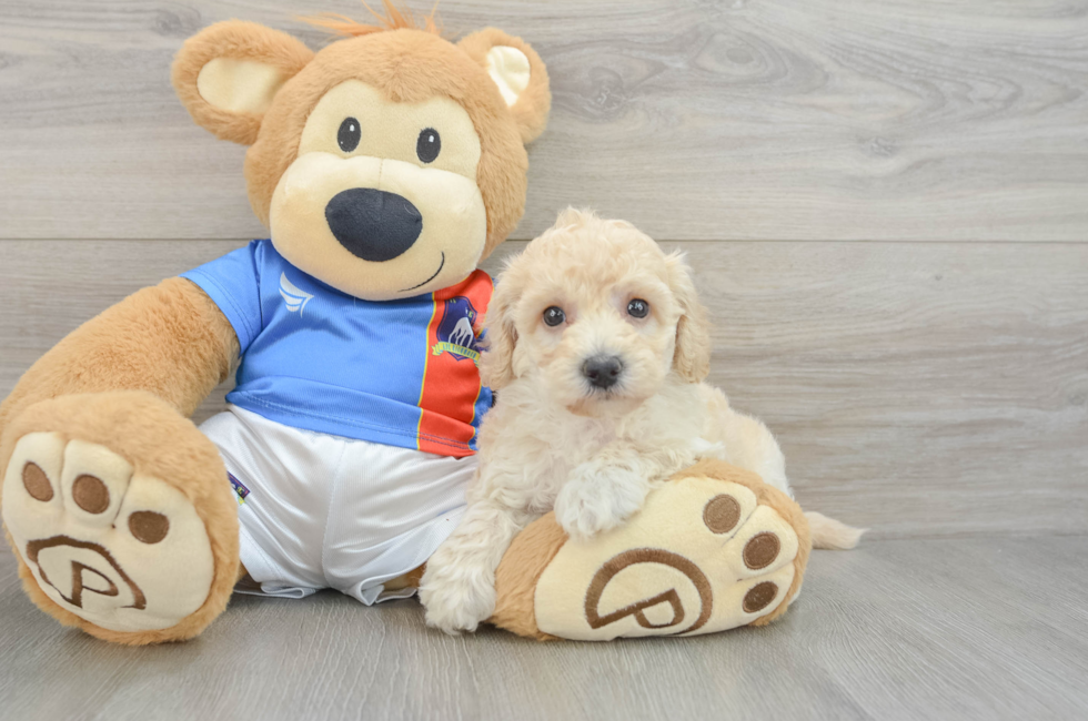 5 week old Poochon Puppy For Sale - Florida Fur Babies