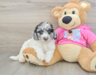 7 week old Poochon Puppy For Sale - Florida Fur Babies