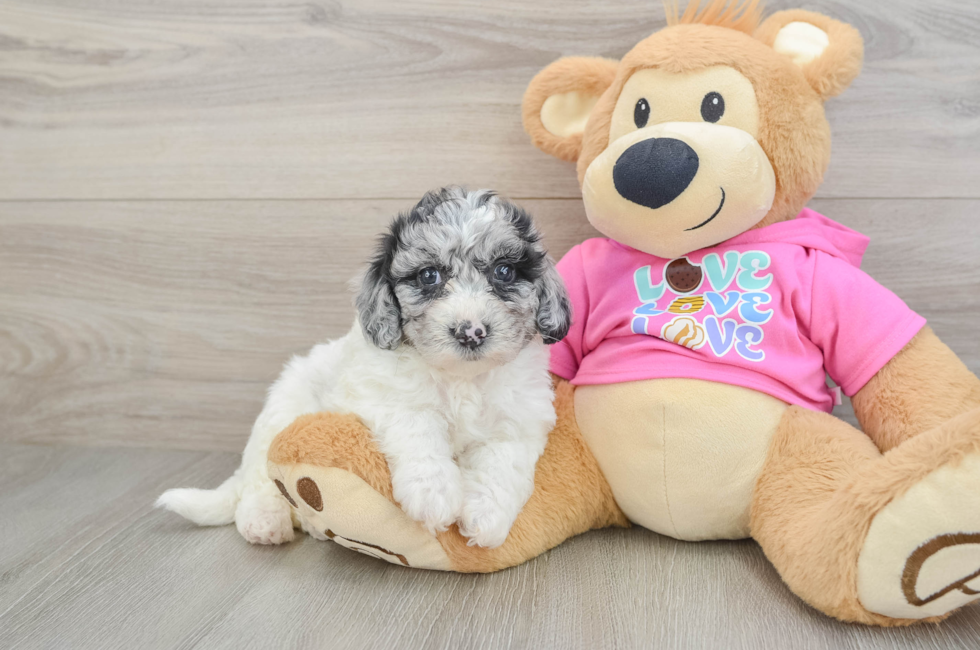 5 week old Poochon Puppy For Sale - Florida Fur Babies