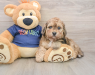 6 week old Poochon Puppy For Sale - Florida Fur Babies