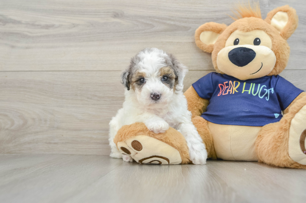 6 week old Poochon Puppy For Sale - Florida Fur Babies