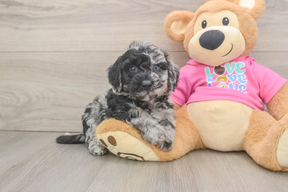 Petite Poochon Poodle Mix Pup
