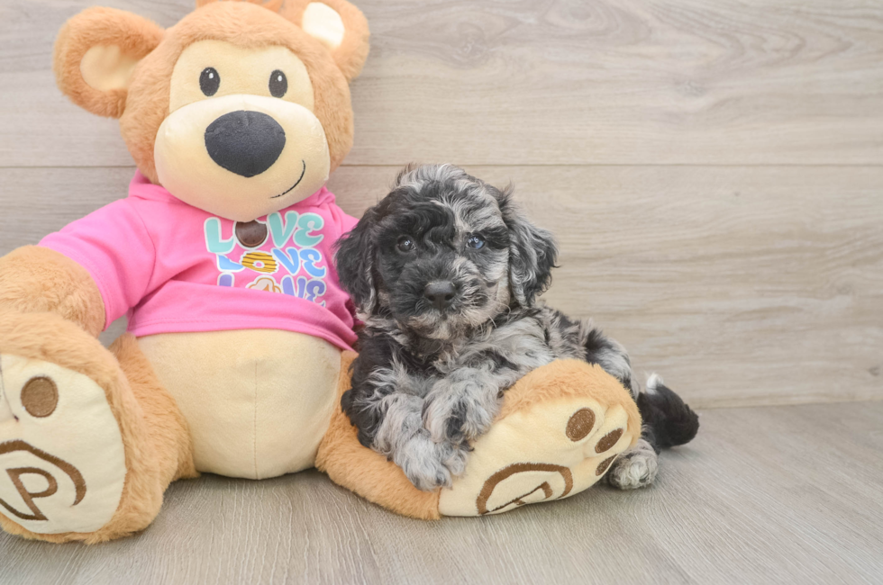 5 week old Poochon Puppy For Sale - Florida Fur Babies