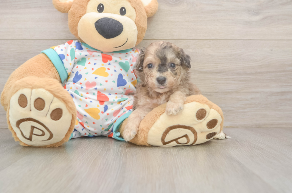 5 week old Poochon Puppy For Sale - Florida Fur Babies