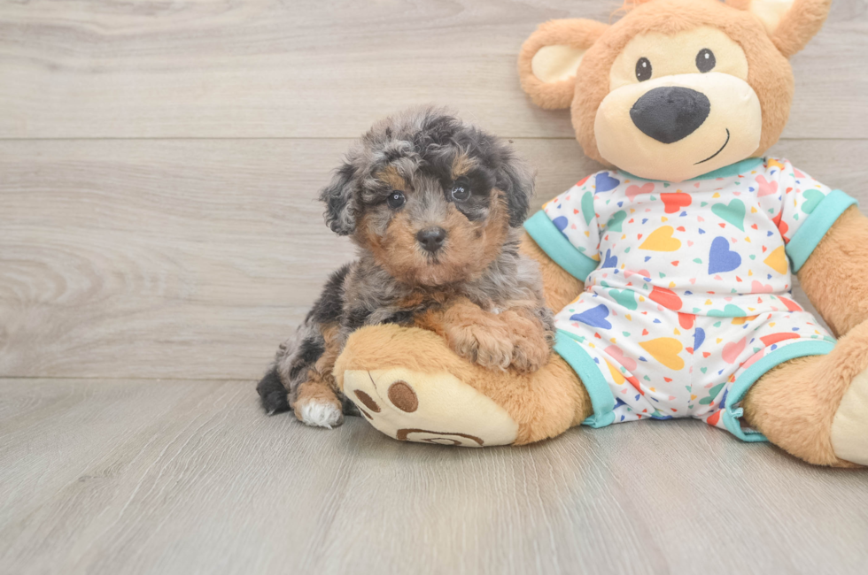5 week old Poochon Puppy For Sale - Florida Fur Babies