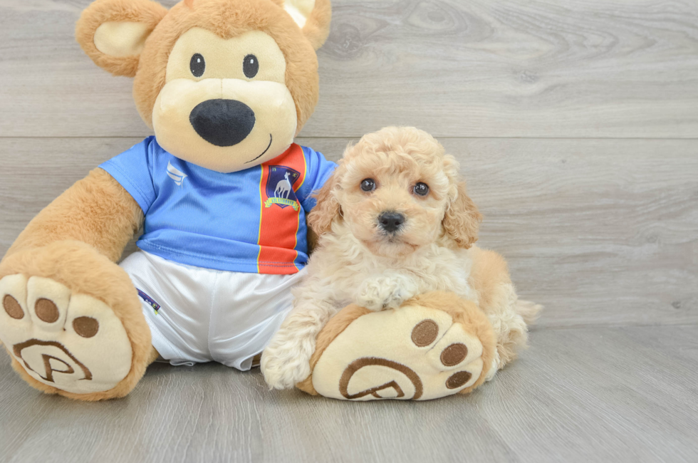 5 week old Poochon Puppy For Sale - Florida Fur Babies