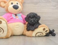 6 week old Poochon Puppy For Sale - Florida Fur Babies