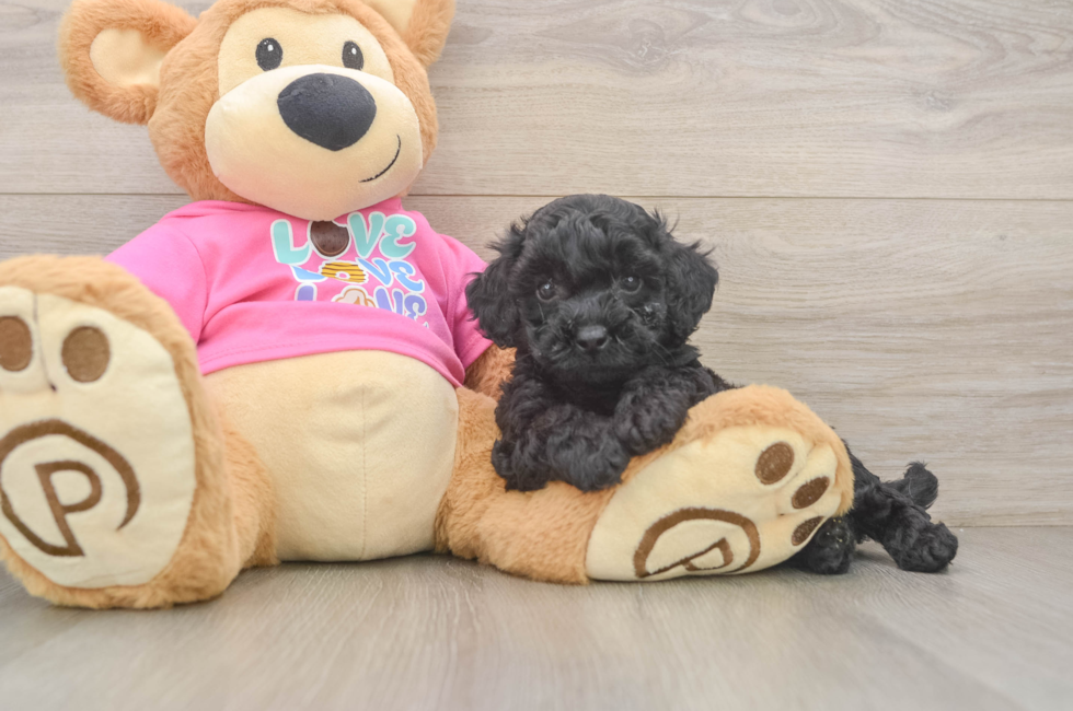 5 week old Poochon Puppy For Sale - Florida Fur Babies
