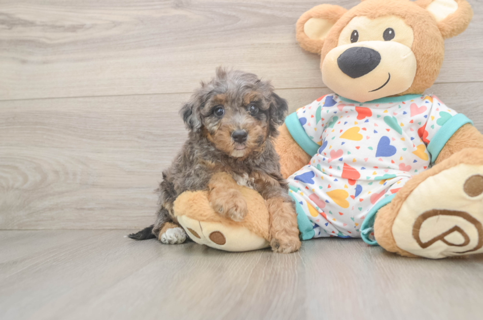 5 week old Poochon Puppy For Sale - Florida Fur Babies