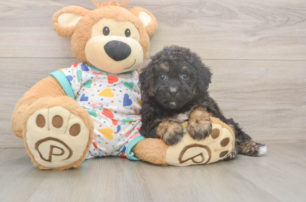 5 week old Poochon Puppy For Sale - Florida Fur Babies
