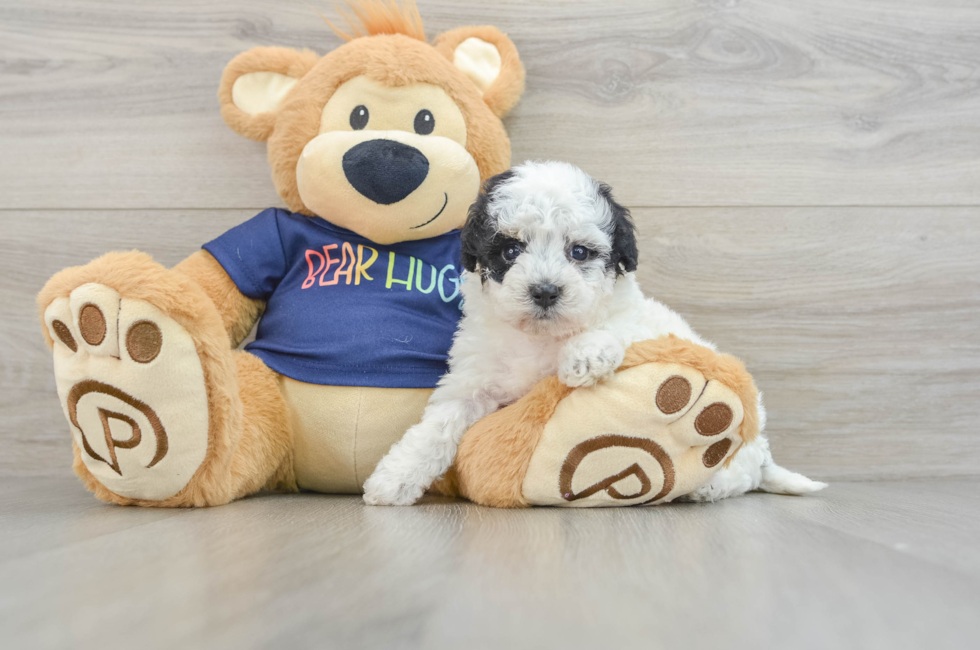 6 week old Poochon Puppy For Sale - Florida Fur Babies