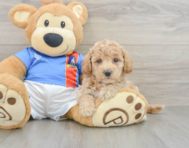 7 week old Poochon Puppy For Sale - Florida Fur Babies