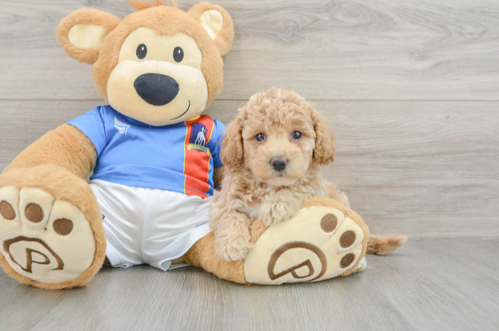 5 week old Poochon Puppy For Sale - Florida Fur Babies