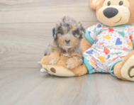 9 week old Poochon Puppy For Sale - Florida Fur Babies