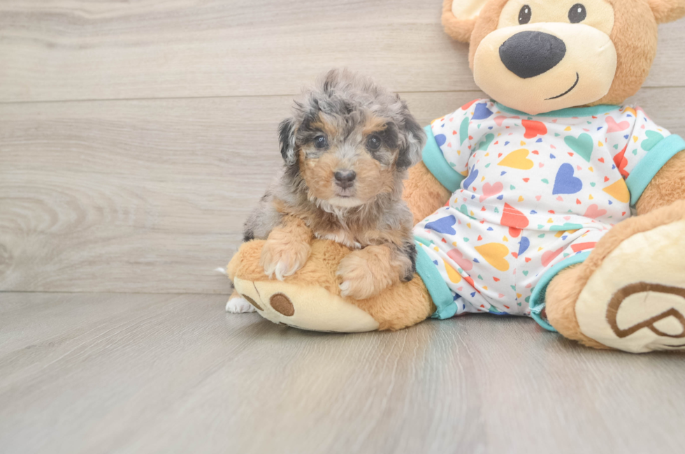 5 week old Poochon Puppy For Sale - Florida Fur Babies