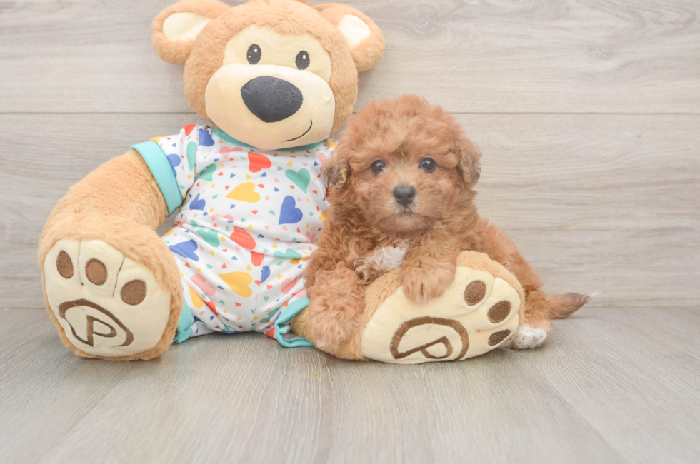 5 week old Poochon Puppy For Sale - Florida Fur Babies