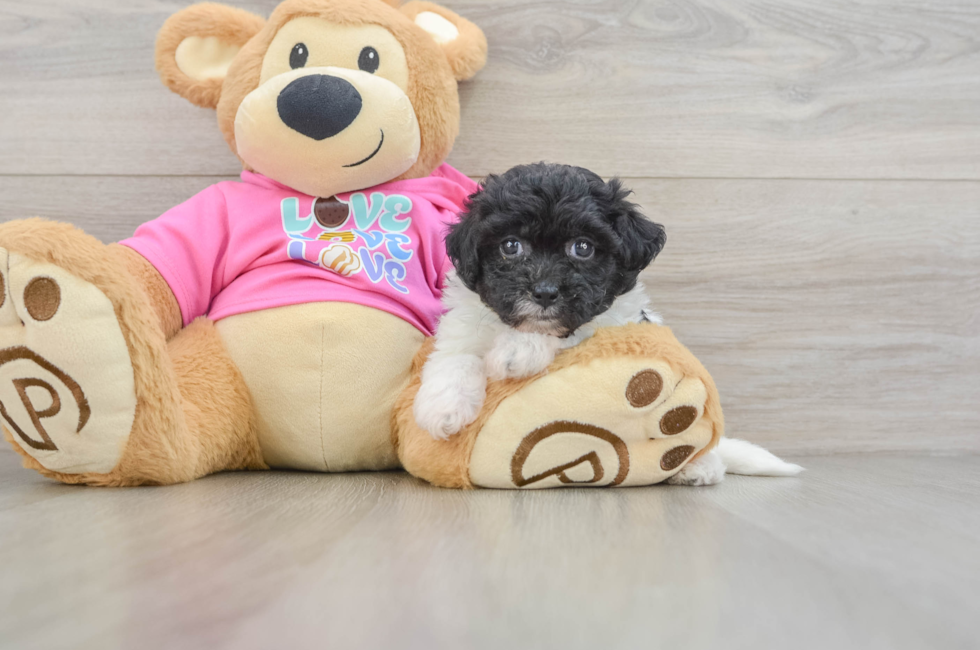 5 week old Poochon Puppy For Sale - Florida Fur Babies
